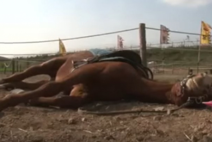 Cavalo não gosta de ser montado e se finge de morto