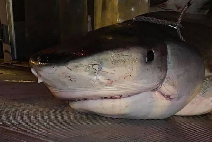 Tubaro foi morto pela polcia por estar nadando muito prximo  costa
